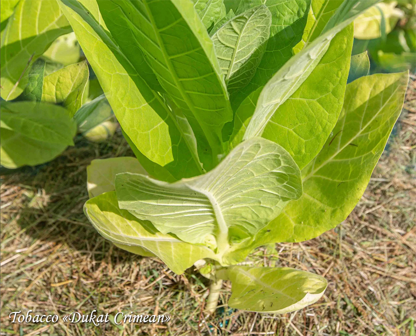 Tobacco Dukat Crimean Suitsutubakas, Сигаретный табак Дукат Крымский